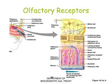 how are olfactory receptors similar to those for taste